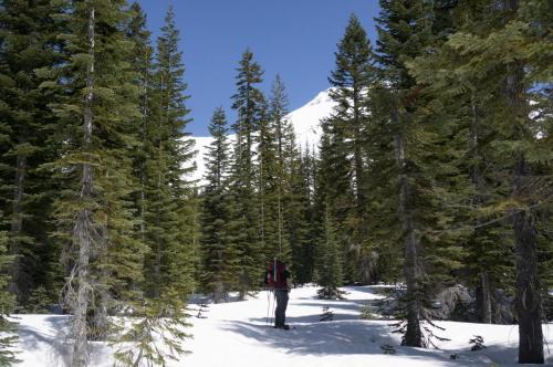 Shasta