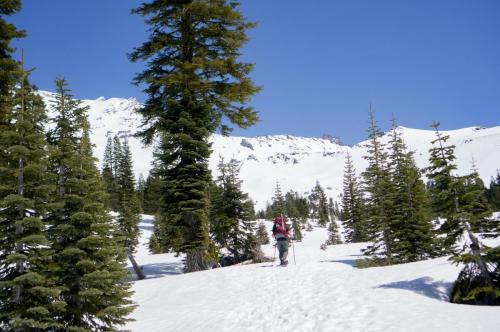 Shasta