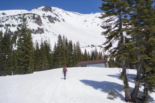Shasta