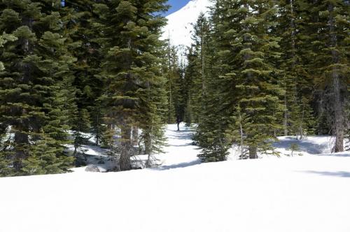 Shasta