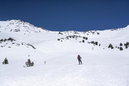 Shasta